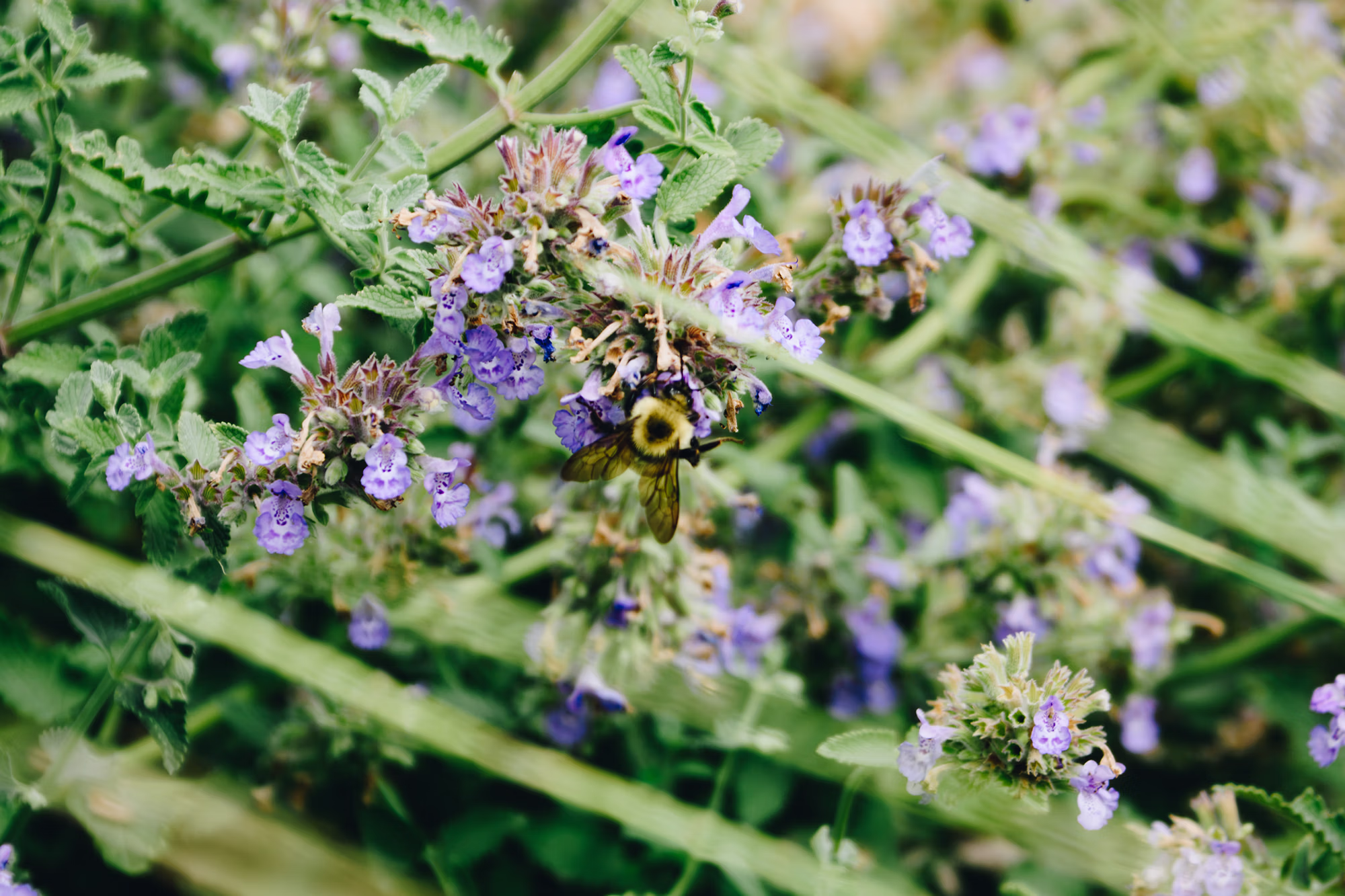 A bee roaming around different flowers in the pollinator garden at the North Dakota Gateway to Science.