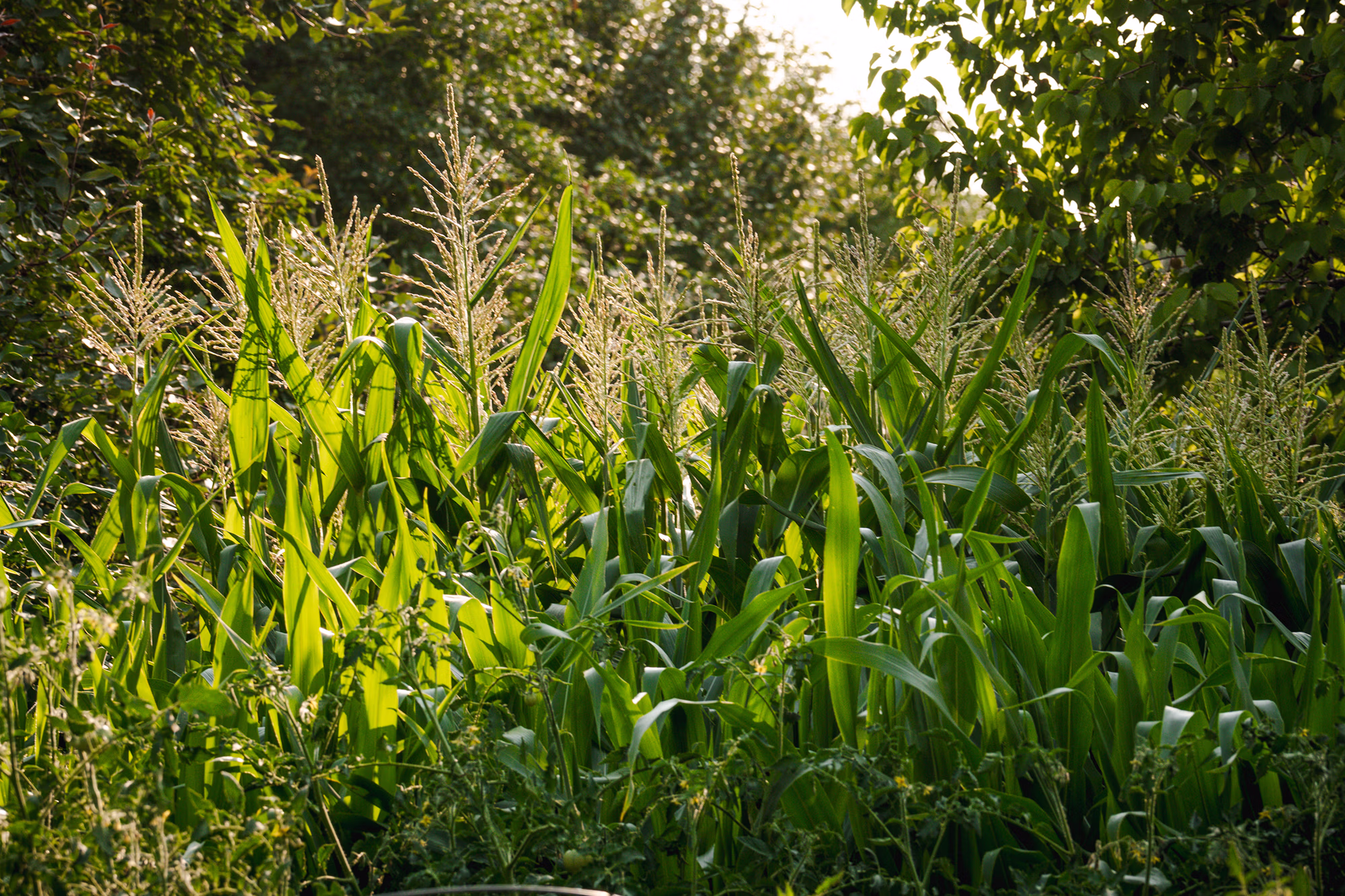 Corn being grown in Julie Vetter's home garden in Fargo, North Dakota.