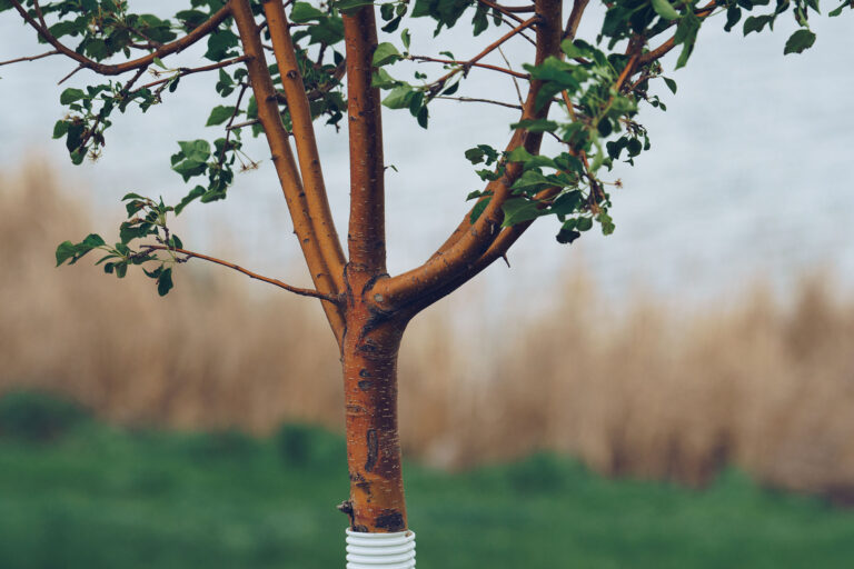 A close up shot of one of the many trees planted in Minot, ND by the NDSU Extension Master Gardener volunteers.